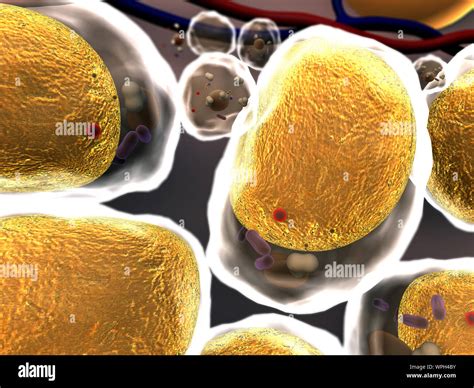 group of living cells under microscope, High quality 3d render of cells ...