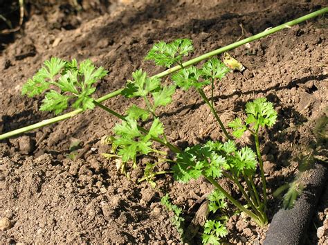 Emerson Farm: Asparagus and Parsley Looking Good