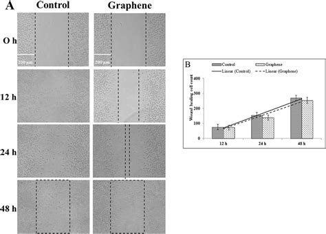 Migration Of L929 Cells On Graphene A Scratch Wound Healing Assay Of Download Scientific