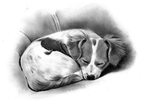 Pencil Drawing Of A Sleeping Dog Stock Illustration - Illustration of ...