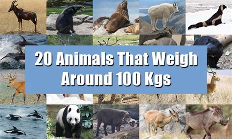 List Of 20 Animals That Weigh Around 100 Kgs 220 Lbs Weight Of Stuff