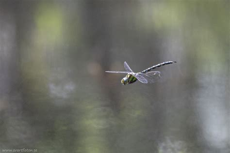 Bl Gr N Mosaiksl Nda Aeshna Cyanea Southern Hawker Svartfoton Se