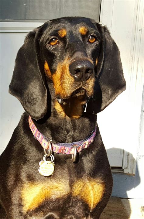 Black And Tan Coonhound Brandy Coonhound Sporting Dogs Dog Boarding