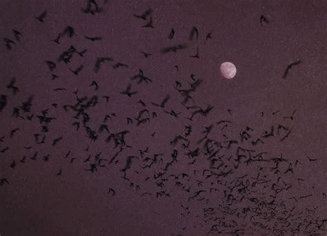 10 Hot Sexy Nona Limmen Bikini Pics