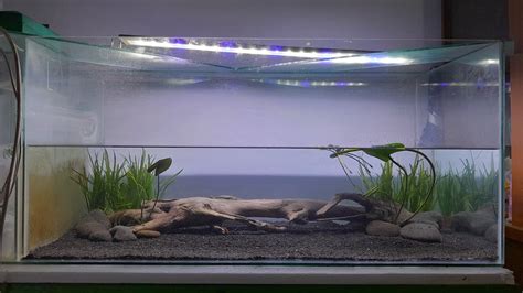 Inspirasi Membuat Aquascape Untuk Channa Striata Albino Comtank Ikan