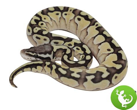 pastel lesser ball python ultimate reptile
