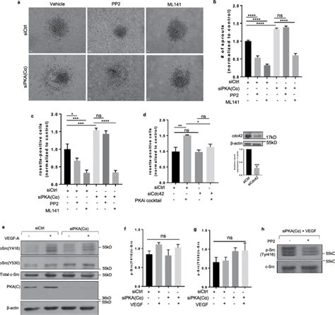 Enhanced EC Sprouting And Podosome Rosette Formation Following