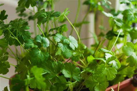 Growing Parsley Indoors - Indoor Plant Center