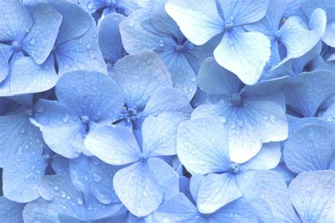 Blue Flowers Medium Widgets