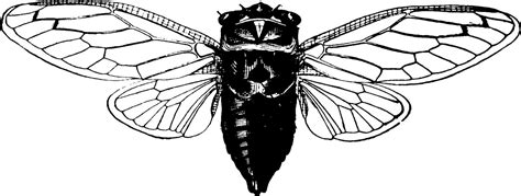 Cicada Vintage Illustration 13723067 Vector Art At Vecteezy