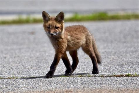 "Baby Fox" Bilder – Durchsuchen 1,157 Archivfotos, Vektorgrafiken und ...