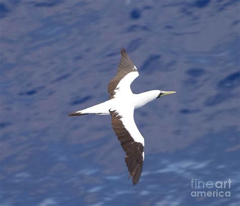 Masked Booby Caribbean Bird Photograph By Debbie Morris