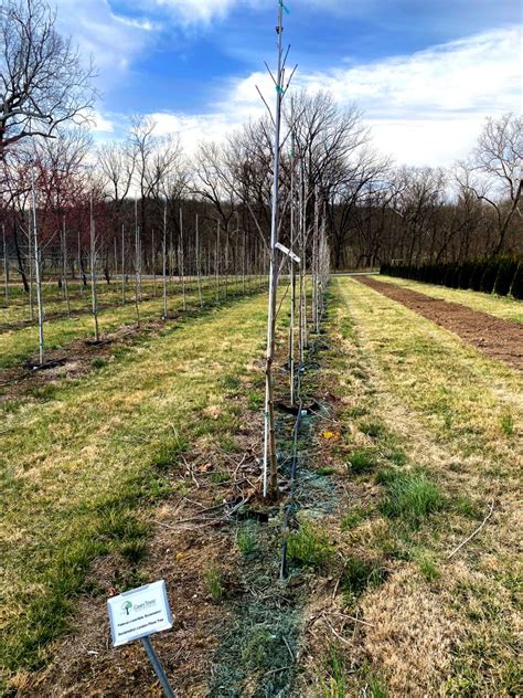 Casey Trees Sets Tree Planting Record | HillRag