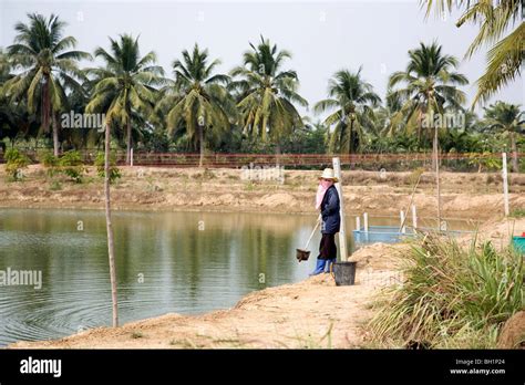 Prawn farming hi-res stock photography and images - Alamy