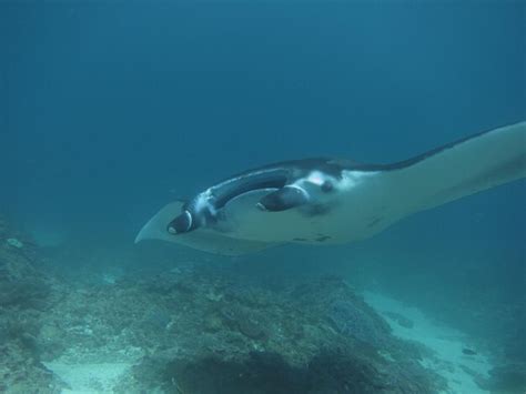 Premium Photo | Manta ray swimming