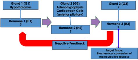 Biology final exam Flashcards | Quizlet 