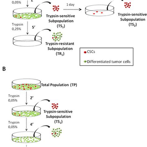 Differential Trypsinization Protocols A Isolation Of TS1 TS2 And