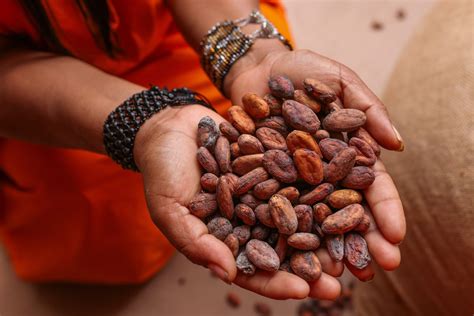 Vraem Productores Exportan Toneladas De Cacao Org Nico A Mercados