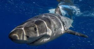 fierce animals    aggression  power