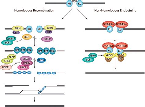 Figure From The Roles Of Cullin Ring Ligases And The Anaphase