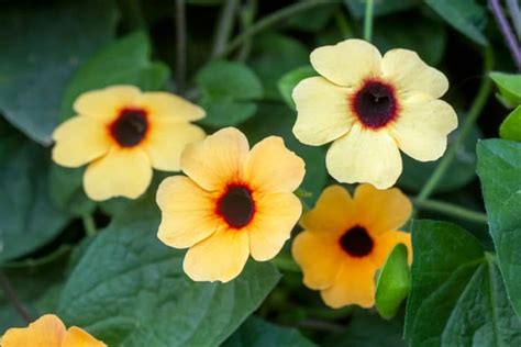 Thunbergia Alata O Susanna Dagli Occhi Neri Tutti I Segreti Di Questa