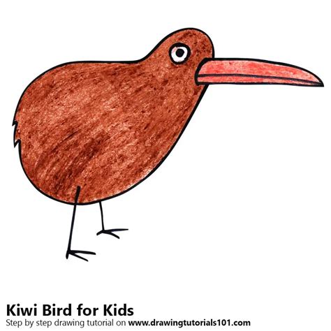 Kiwi Bird Pencil Drawing | Bruin Blog