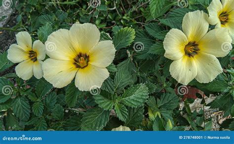 Turnera Ulmifolia Is A Species Of Flowering Plant In The Genus Eight O