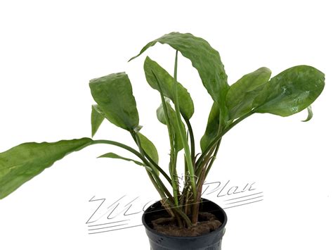 Cryptocoryne Usteriana Green And Red Manplan Plantas Acuáticas