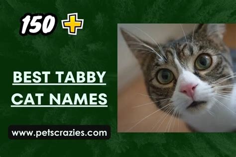 200+ Best Tabby Cat Names - Funny and Cute Ideas