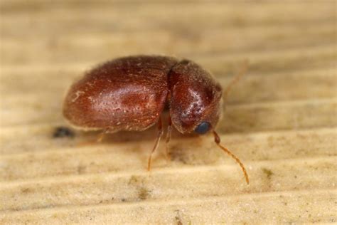 Cigarette Beetle Lasioderma Serricorne In Australia Professional