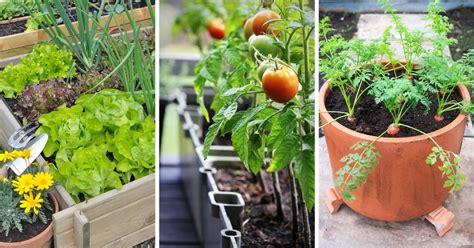 9 Fall Vegetables to Grow in Containers - LeafyJournal