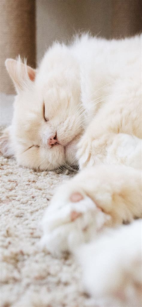 Cute White Cat Wallpaper