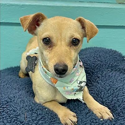 Boerne TX Chihuahua Meet Floria A Pet For Adoption AdoptaPet