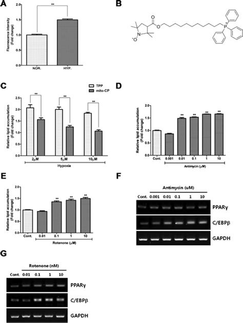 Involvement Of Mtros Generation In Adipocyte Differentiation Hypoxia