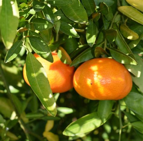 Getting Started With Backyard Citrus Gardening In The Panhandle