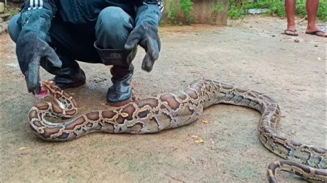 Burmese Python Attacks Rescuer😮😮 Youtube