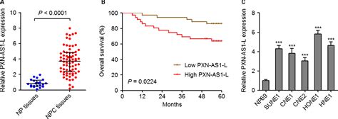 Long Noncoding Rna Pxn‐as1‐l Promotes The Malignancy Of Nasopharyngeal