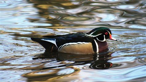 Species Spotlight Wood Duck Mississippi Sportsman