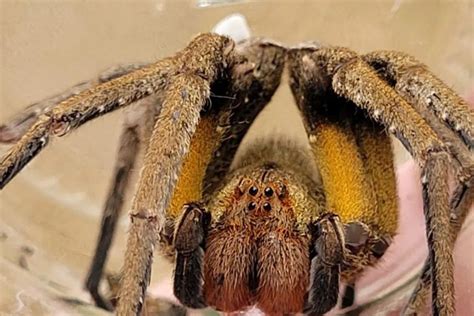 Saiba Mais Sobre A Aranha Mais Mortal Do Mundo Capturada Em Santa Catarina