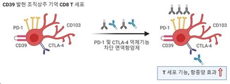 국내 연구진 유방암 면역 항암치료 원리 발견