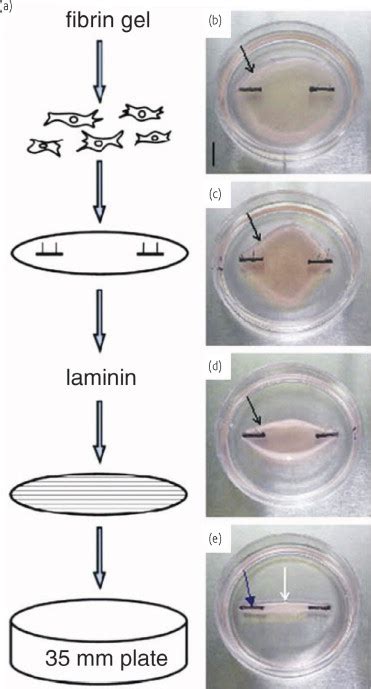 Formation Of Skeletal Muscle Constructs After Myoblast Pre Alignment On