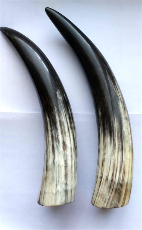 1 Polished Cow Horn Collector Item African Decor African Etsy