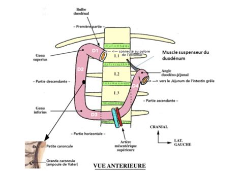 C1P2 Anatomie duodénum pancréas veine porte foie voie biliaire