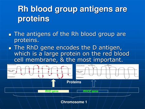 Ppt The Rhesus Rh Blood Group System Powerpoint Presentation Free