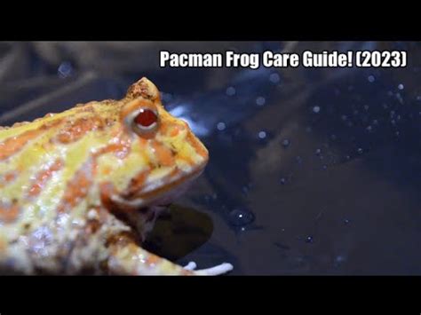 Pacman Frog Care Guide 2023 Do Pacman Frogs Make Good Pets YouTube