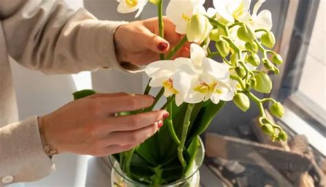 Comment Faire Vivre Une Orchid E Sans Terre Facilement