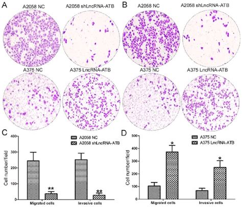 Effects Of Lncrna Atb On The Cell Migration And Invasion Of Mm Cells