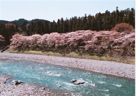 Viewing Beautiful Cherry Blossoms