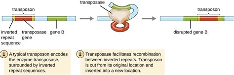 116 How Asexual Prokaryotes Achieve Genetic Diversity Microbiology 201