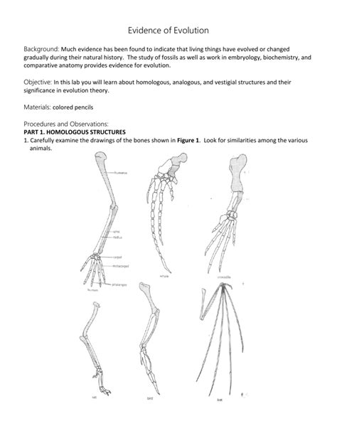 Comparative Anatomy Worksheet Answers Anatomy Worksheets